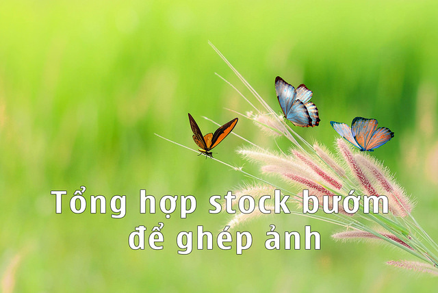 Tổng hợp stock bươm bướm ghép ảnh trong photoshop