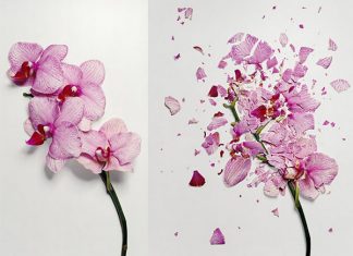Những tips nhiếp ảnh gia cần nắm rõ để có được một bức ảnh hoa lung linh huyền ảo