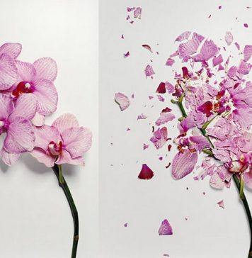 Những tips nhiếp ảnh gia cần nắm rõ để có được một bức ảnh hoa lung linh huyền ảo
