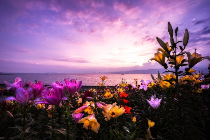 Bỏ túi ngay 7 tips để chụp được những bức ảnh hoa lung linh và ảo diệu như ý muốn