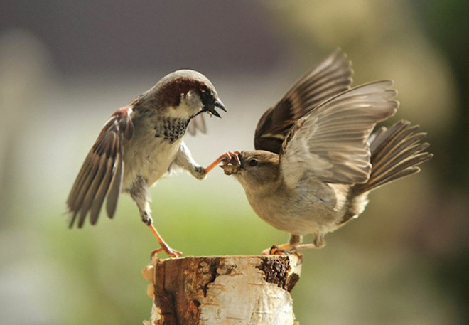 Đây là cách loài chim giao tiếp với nhau?