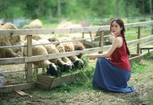 Cô bé chăn cừu