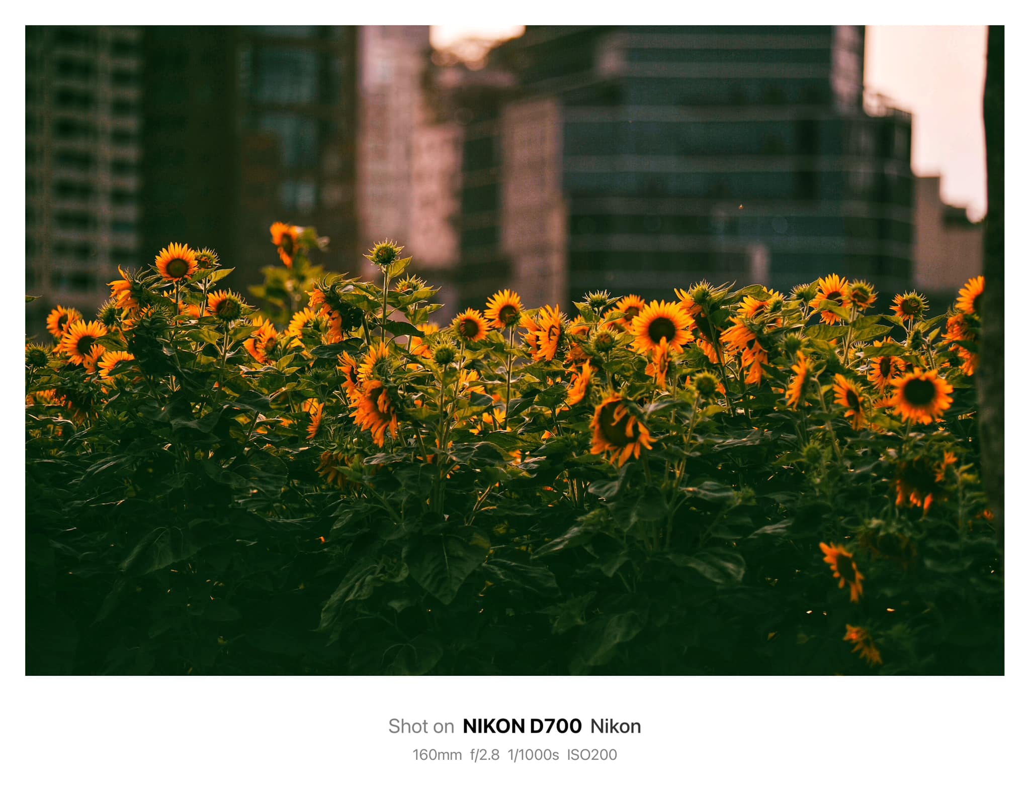 Ngày lang thang 3 - Quốc Sự